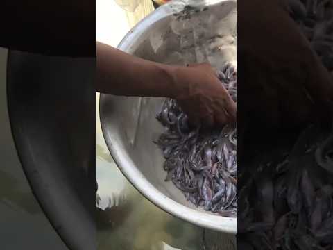 Catfish Hatchery - Part 1 #fishing #aquaculture #foryou #catfishfarm #catfishfarming