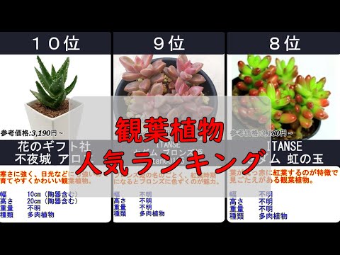 2024年【部屋に可愛さを 観葉植物】人気ランキングTOP10