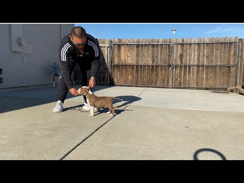 American Bully Lifestyle Vlog#2