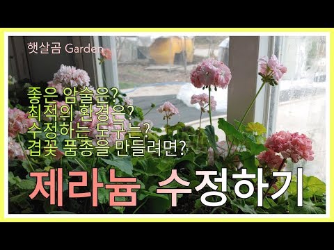 제라늄 수정하기ㅣTo fertilize Pelargonium flowers