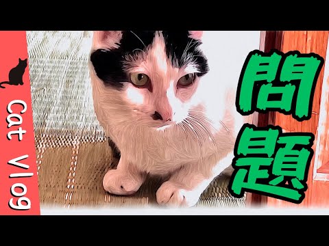 【Compilation】家出猫、家族関係リハビリ中と石遊び😊 #Vlog #猫動画 #可愛い猫 #保護猫