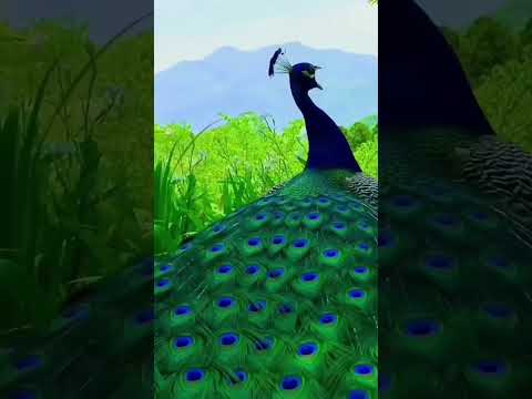 awesome 👍🏾 peacock sound... #greenscreentech #peacock #animals