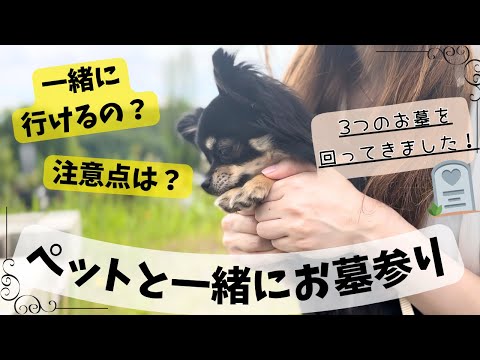 【犬と一緒にお墓参り】一緒に行ける？注意点は？