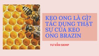 Keo ong là gì? Tác dụng thật sự của keo ong Brazin