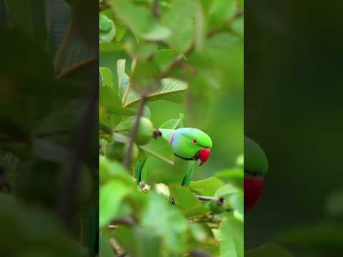 #parrot #bird #nature