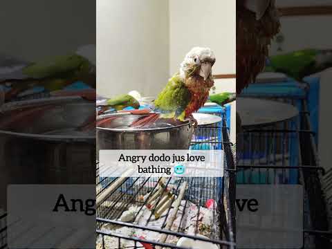 Bathing 🥶#shorts #birds #bathing #summer #conure#angrybird #dodo #funny #cutepets