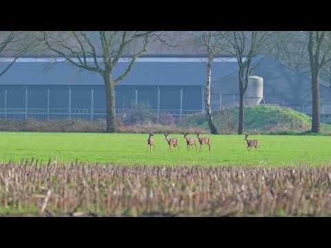 Roe deer (Capreolus capreolus) - Diessens Broek (Netherlands) 31-1-2025