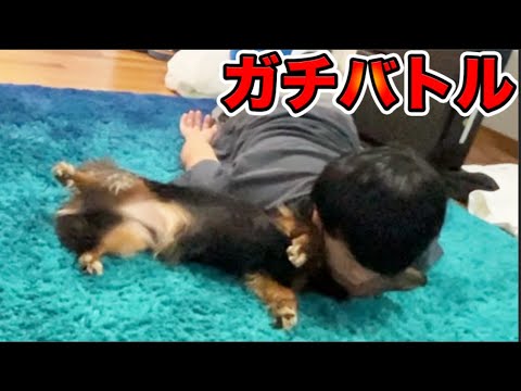 どっちが本物の犬かバトル【圧勝】