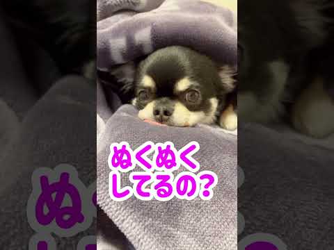 毛布最高っす！#shorts #チワワ #funnydogs #chihuahua #dog #犬のいる生活 #cutedogs #癒し