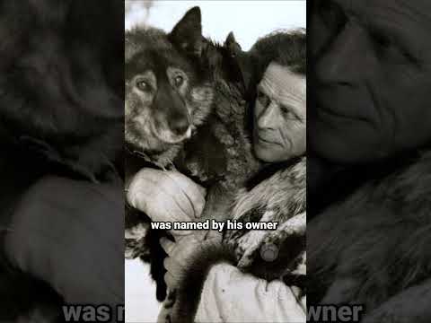 How Togo the Dog Got His Name  #dogs