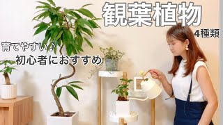 【観葉植物】初心者におすすめ！育てやすい観葉植物4種類♪