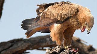 Wildlife Wonders: Captivating Creatures in Stunning Wildlife Videos #WildlifeVideo #AnimalBehavior