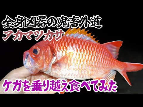 全身凶器の鬼畜外道アカマツカサをケガを乗り越え食べてみた