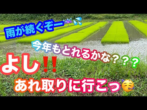 (メダカ)休日なのに雨だね😭今年も取りに行ってみよーあれだよあれ！！