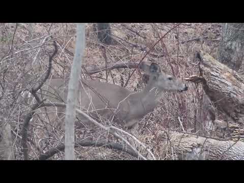 Deer Perfectly Blending In to the Woods