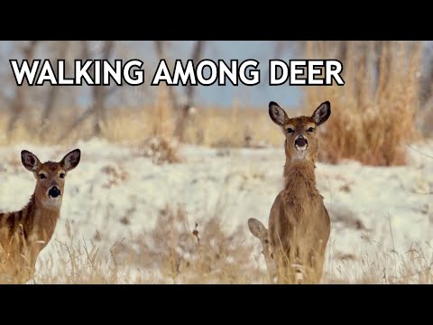 Silent Winter Walk among the Deer at Rocky Mountain Arsenal Wildlife Refuge