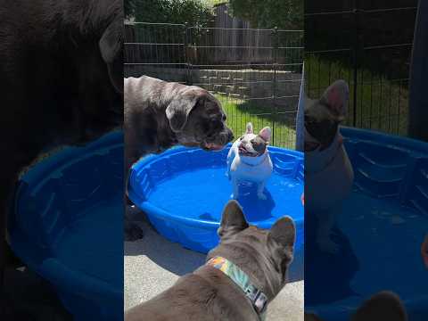 We replaced our 3 grown kids with these guys 😅😂😂 #canecorso #frenchbulldog #pets #viralshorts