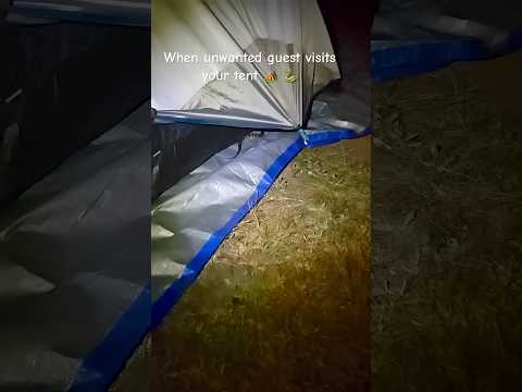 Nightmare of campers #camping #campinglife #snake #snakevideo #punevlogger #subscribe #tent #horrer