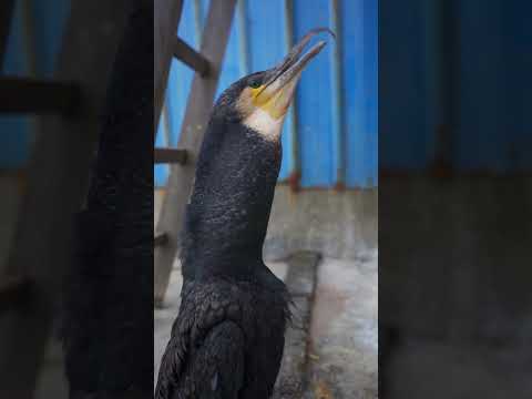 Cormorant eats a fish in 3 seconds