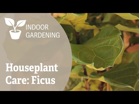 Houseplant Care: Ficus