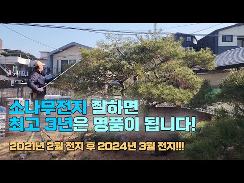 소나무전지 잘하면 최고 3년은 명품이 됩니다! If you prune a pine tree well, it becomes a luxury item