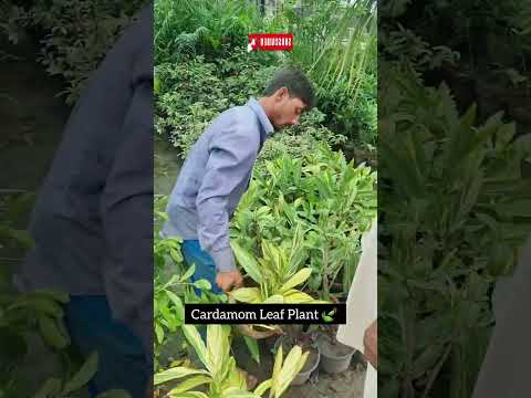 #viral #viralshorts #shorts #plantation #landscaping #Nursery #Pakistan