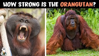 How Powerful are Orangutans?