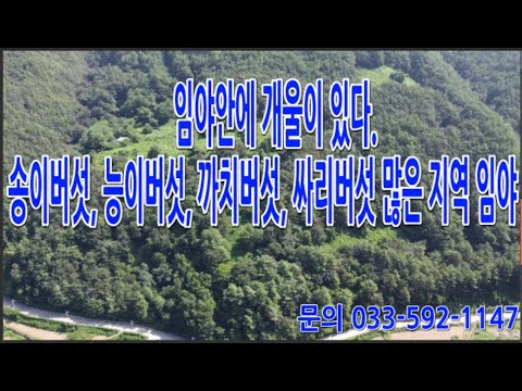 삼척부동산 삼척시 가곡면 오목리 23400평 임야. 관리지역이 있어 건축가능, 도로, 전기 있음. 토지 안에 계곡있음. 송이. 능이 많이 나오는지역임. 010-9379-1146