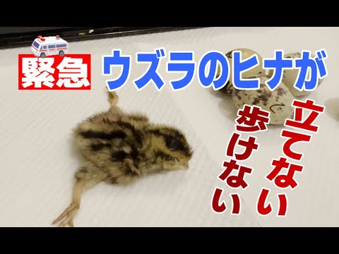 Quail Chicks Cannot Stand or Walk [Perosis]