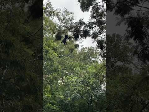 Monkey swing. Quite a jumped across the road. Early morning walk in #batuferringhi #penang #monkeys