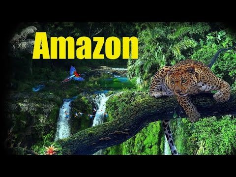 Amazon Rainforest || Amazon Jungle || Most Dangerous Forests In The World || #amazon #trending