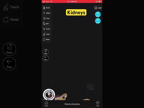 Kidneys structure #kidney #structure #human #body