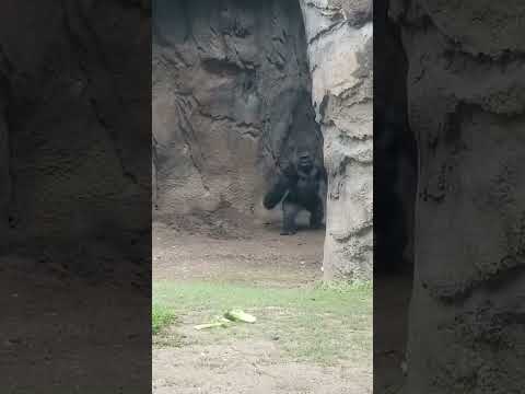 #animals #gorilla #ape #zoo #chestbeat #wildlife