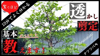 【枝透かし剪定】透かし剪定の基本を10分で解説！〜視聴後きっとあなたも切りたくなる〜