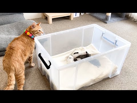 赤ちゃん猫に気づいた先住猫