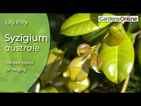 Syzygium australe - Lily Pilly