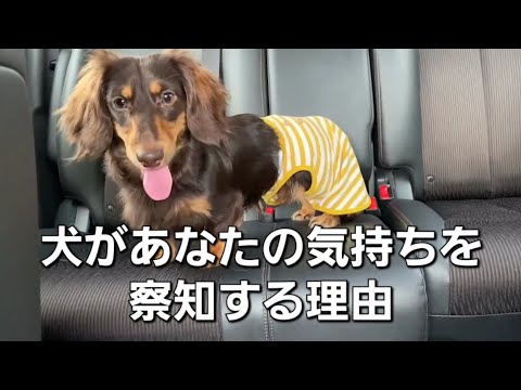 犬があなたの気持ちを察知する理由【犬の豆知識】