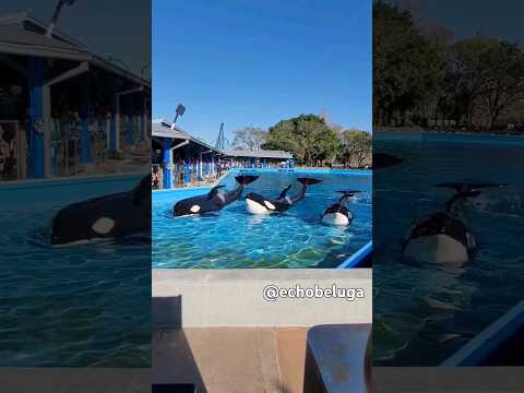 A lovely 3 whale slideout at SeaWorld Orlando! The way Nalani got back in the water was so extra 🤣😭