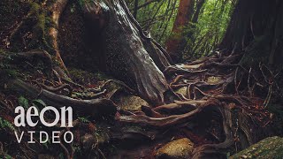 A serene hike inspired by Princess Mononoke | The Spirits of Yakushima