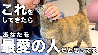 【猫の気持ち】猫が最愛の人だけにみせる行動