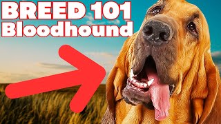 BREED 101 BLOODHOUND! Everything You Need To Know About The BLOODHOUND!