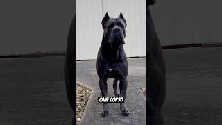 #youtubeshorts #canecorso #dog #mastiff #fyp #shorts #biggboss