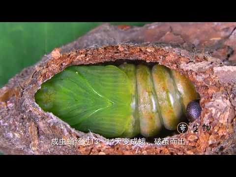 实拍毛毛虫进化过程，经历千辛万苦的蜕变，方才变成飞蛾