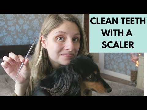 HOW TO CLEAN DOGS TEETH WITH SCALER - POSITIVE TRAINING