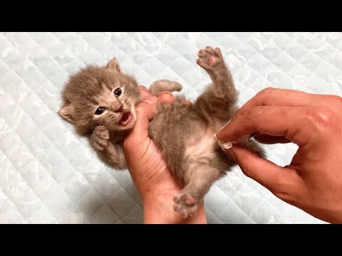 大暴れする赤ちゃん猫