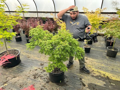 Acer pubipalmatum 'Flying Daggers' Chinese Maple