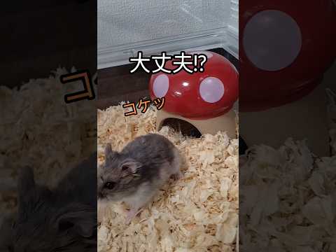 ハムスターコケる（ピク）#ハムスター#コケる#可愛い#癒し#ジャンガリアンハムスター#hamsters #cuteanimal