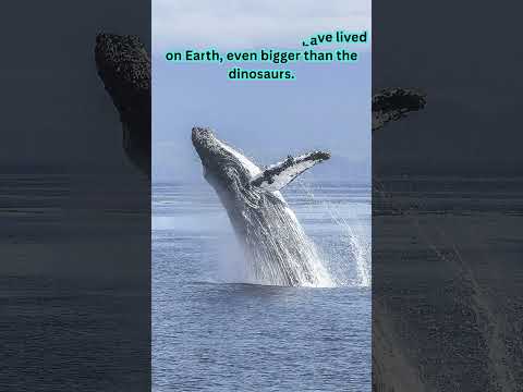 2 Facts That You Never Knew About Whales|| #shorts #trending #viral #education #whale #facts