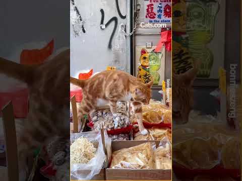 In Hong Kong shop cats are believed to give good luck! #catvideos #shorts