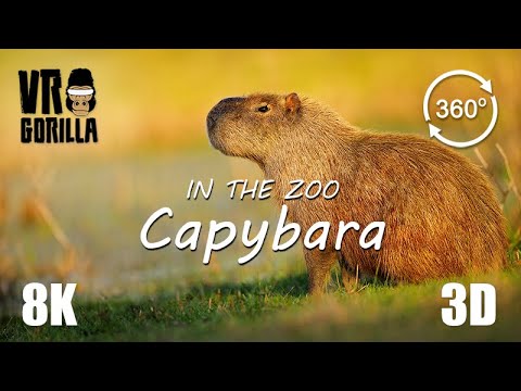 VR in the Zoo: Capybara (short) - 8K 360 3D